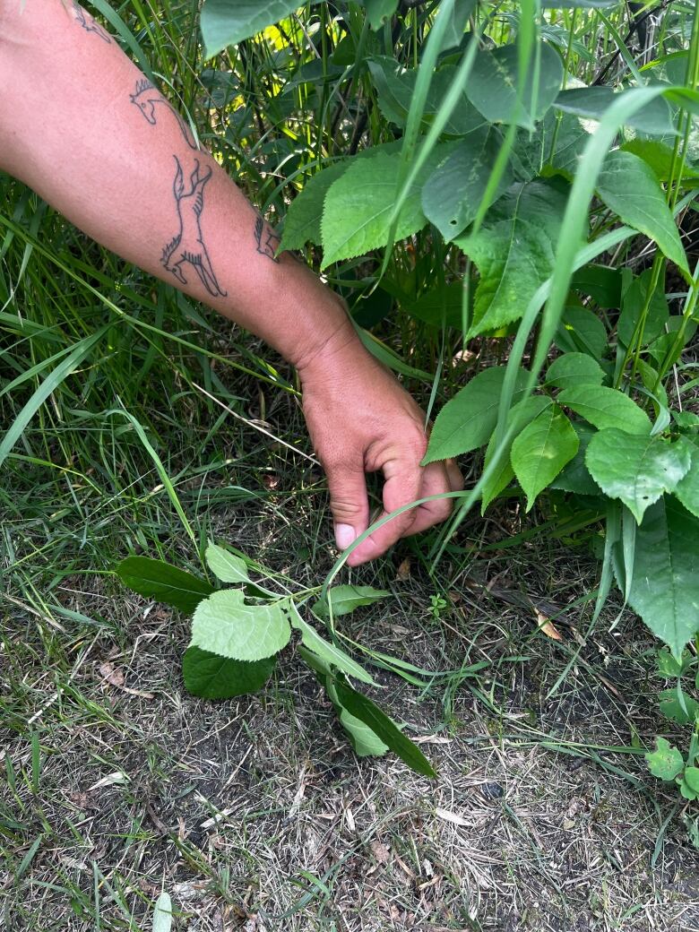 Learning about plants and medicinal medicinal plants outdoors is one of the many hand-on learning experiences.