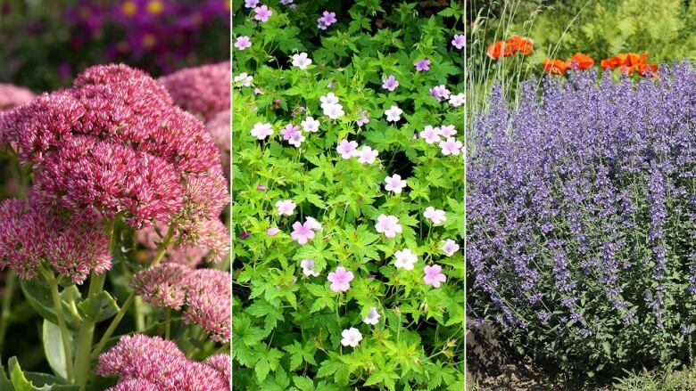 left to right: a closeup on pink blooms (Seedum); a ground cover of tiny pink flowers with bright green leaves (Geraniums); tall sprigs of delicate purple blooms in a garden (Catmint). 