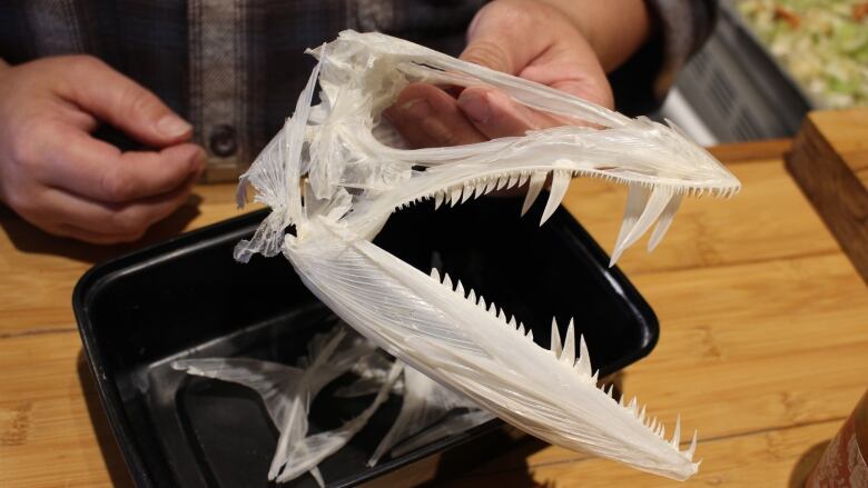 Savanna Schnare holds the prepared skull of a lancetfish, a deep-sea predator