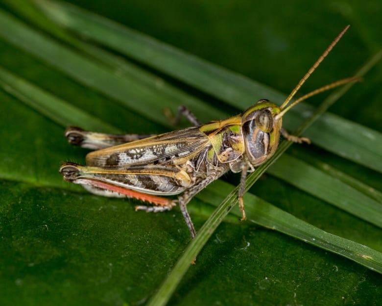 A grasshopper with brown wings and a green body sits on a leaf.