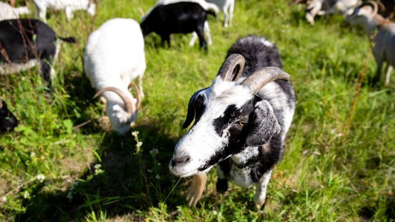 Goats are pictured standing and grazing over the grass.