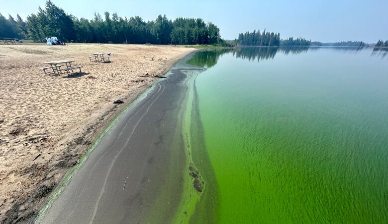 Green streaks in the water at a shoreline of a sandy beach. 