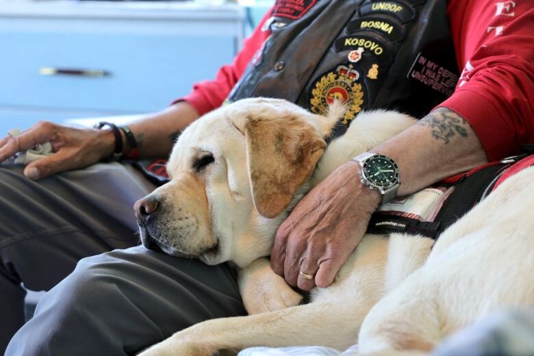 A yellow lab in a service dog vest naps on his owner's lap. 