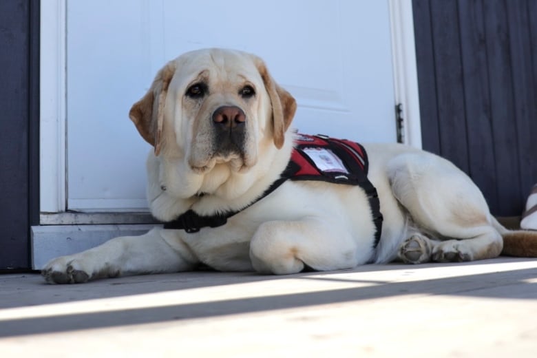 A yellow lab in a service dog vest lies alert on a porch. 