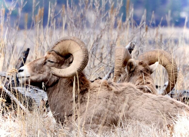 Pictured are some of the bighorn sheep of the Village of Radium Hot Springs in Southeast B.C. 