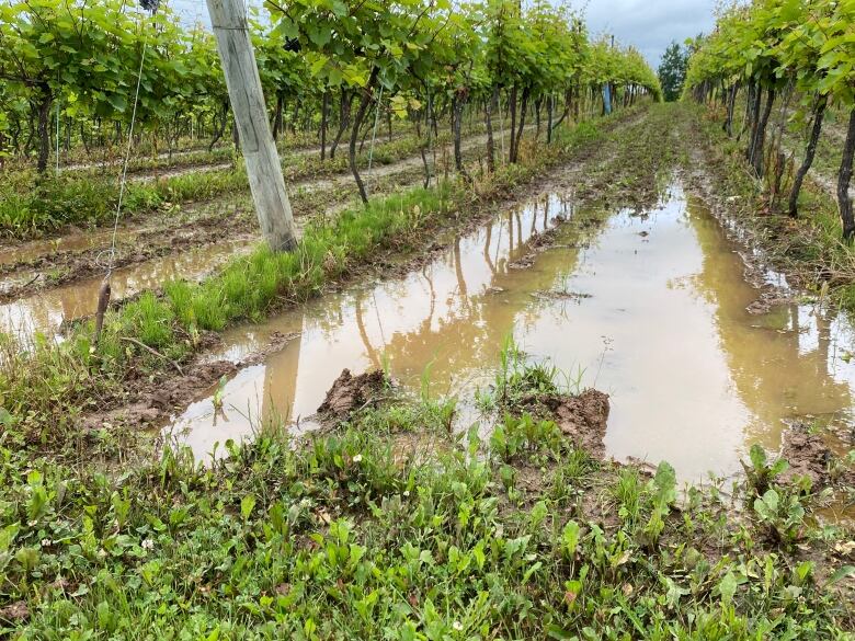 A puddle is seen in a row of grape vines.