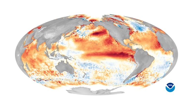 The central and Pacific Ocean is seen on a globe with a notable red region near the equator stretching from Peru westward, indicating warmer than average sea surface temperatures.Credit * 