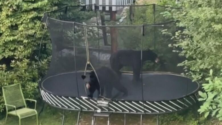 Two black bears on a trampoline