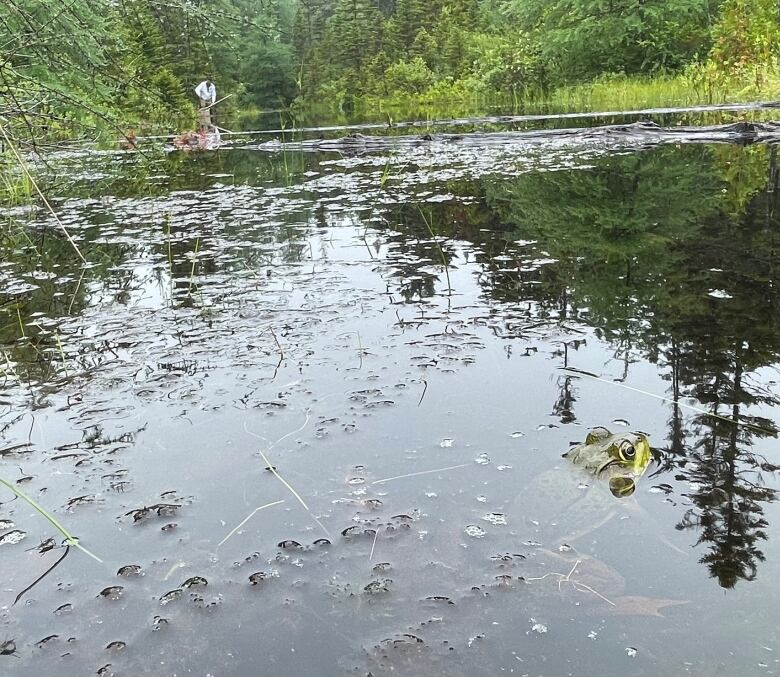 A pond surrounded by trees with a man in the water in the distance.