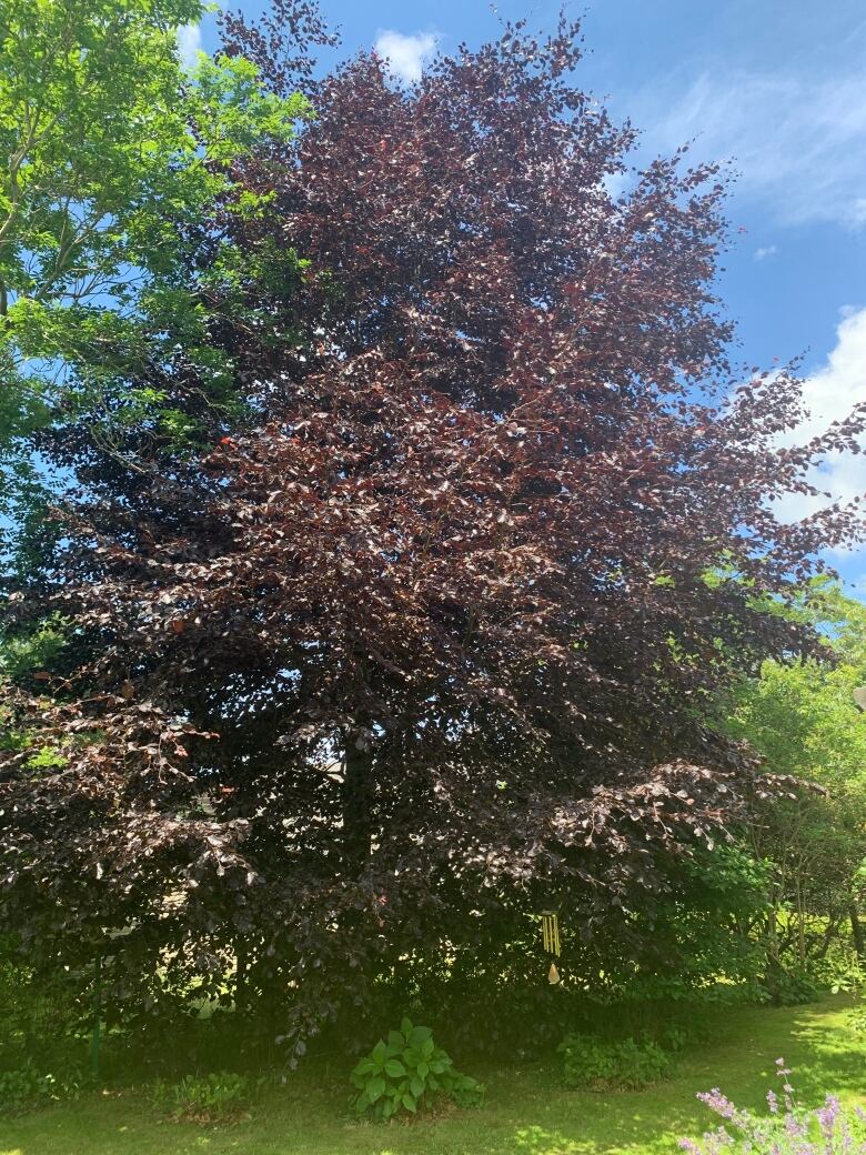 A burgundy-coloured beech tree is shown. While it appears healthy from a distance, it is in fact infected by an invasive species called the beech-leaf mining weevil.