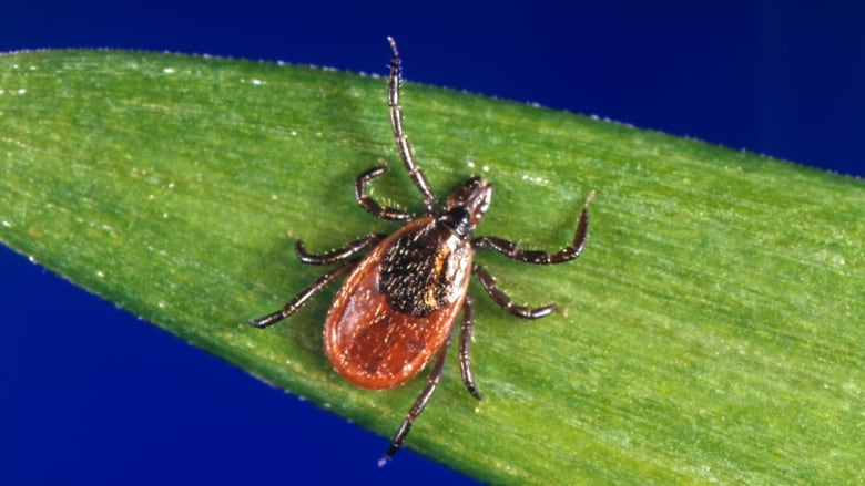 A tick on a blade of grass.