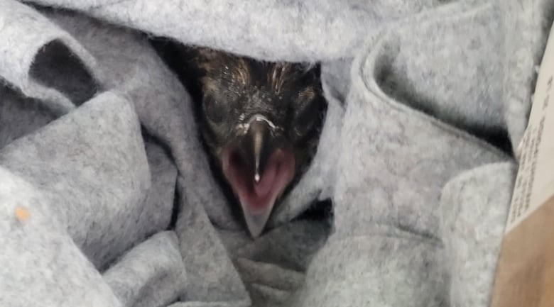 A baby bird looks up from a grey blanket with its mouth open.