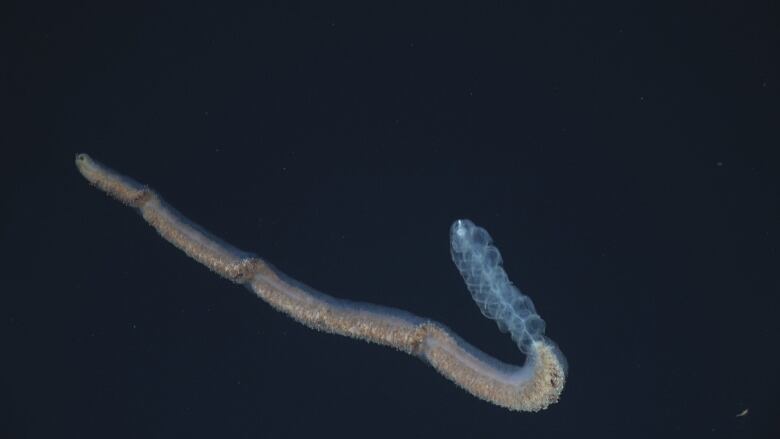 A deep sea creature resembling a snake.