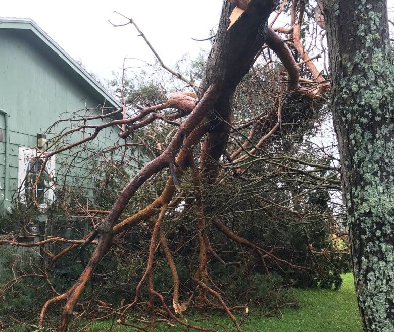 A large tree branch hangs down close to the ground with a house in the background.