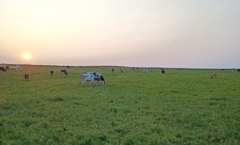 A field of grass with grazing cows off in the distance.