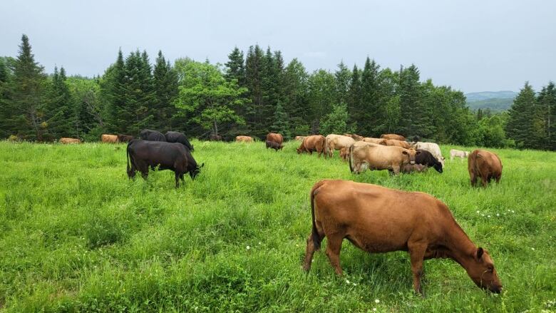 A group of cows grazing in a grassy field