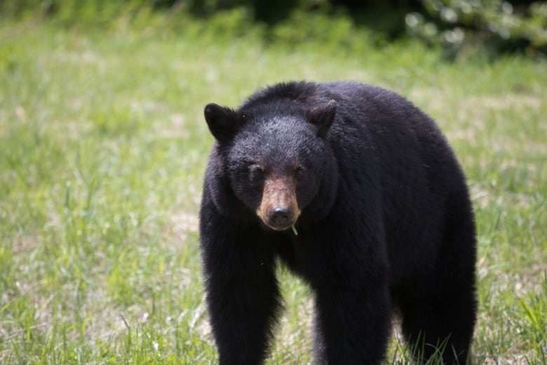 A black bear in a field of grass, it's looking at the camera. 