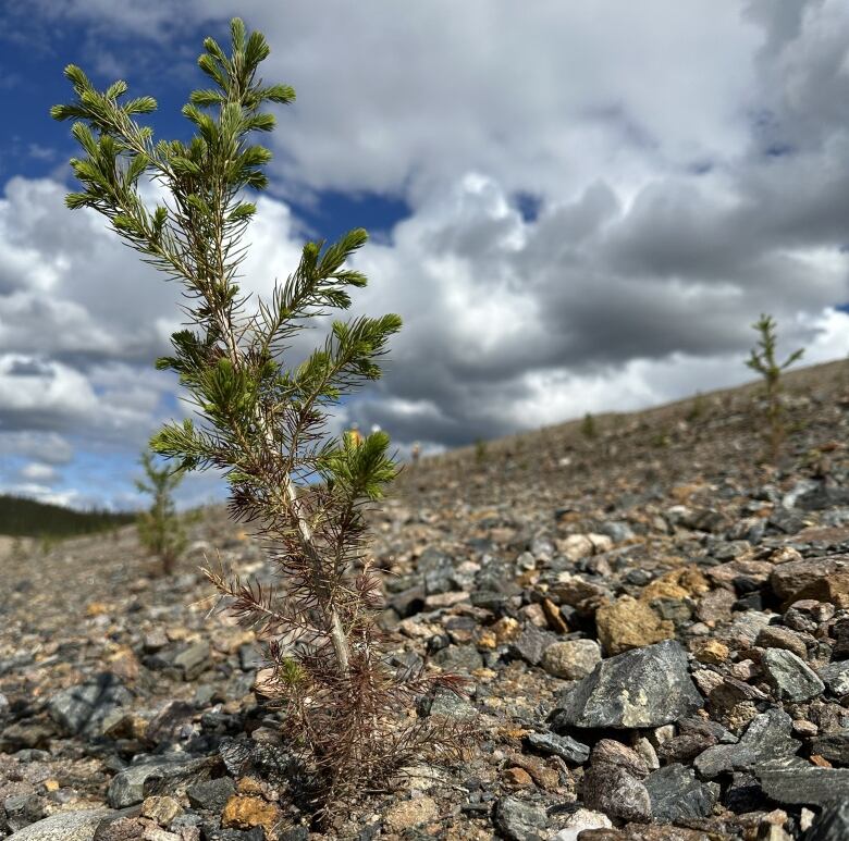 A white spruce seedling is seen planted on rocky ground.