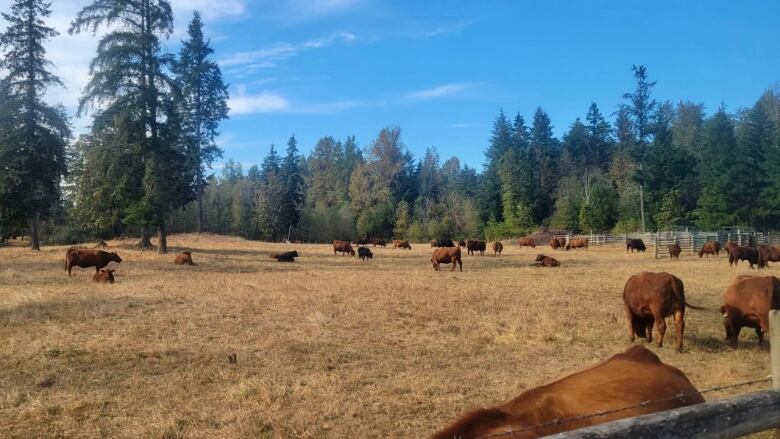 In a fenced off area, several brown cows graze in an open field of dry yellow-brown grass. In the  background are tall pine trees. 