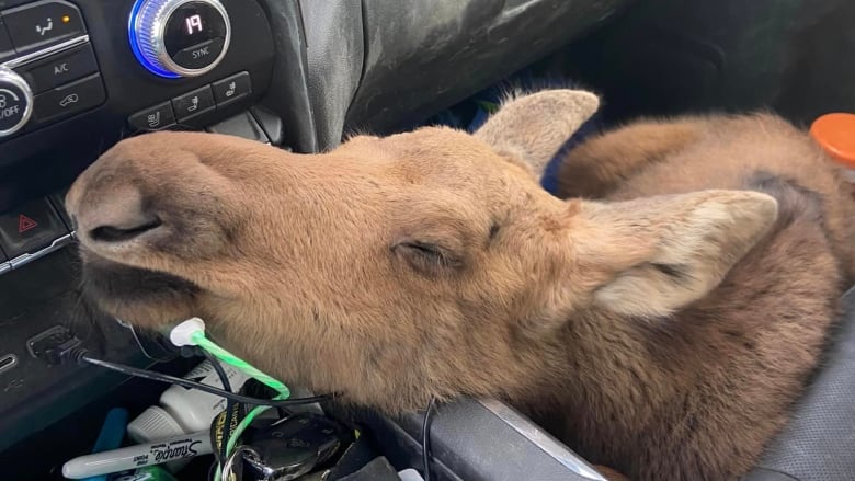 A baby moose sits on the floor on the passenger side of a vehicle, and rests its chin, eyes closed, on the middle control area.