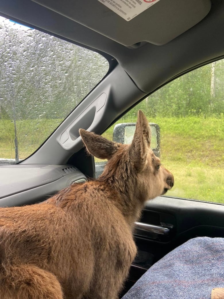 A baby moose looks out the window from the passenger side of a truck.