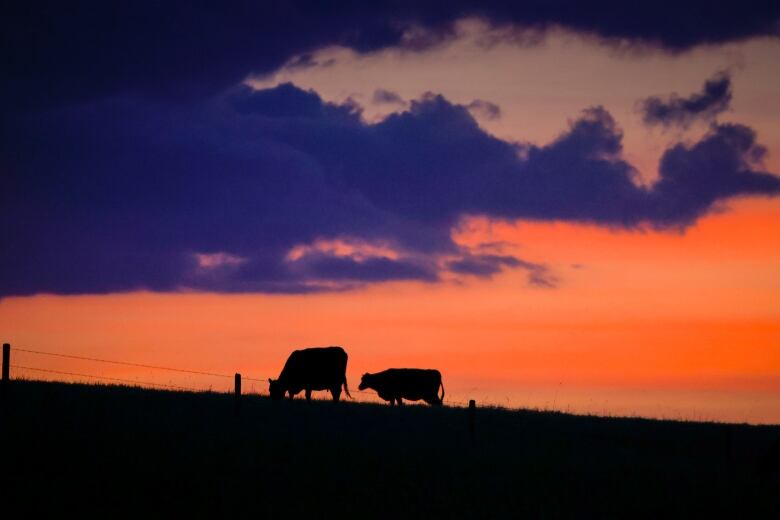 A scene of cattle grazing is pictured.