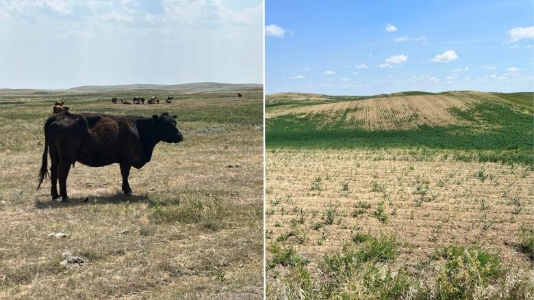 Fields showing poor growing conditions and a cow are pictured.