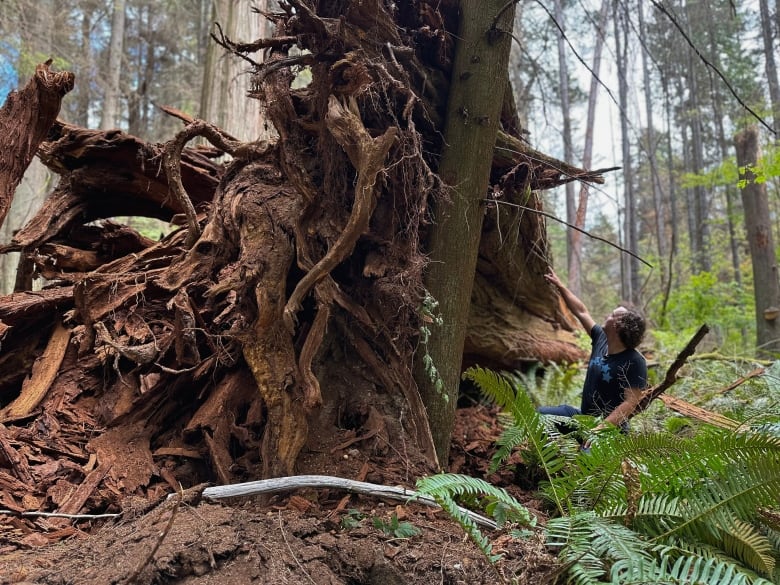 A man with curly brown hair wearing a blue T-shirt crouches in front of a massive downed tree in a forest.