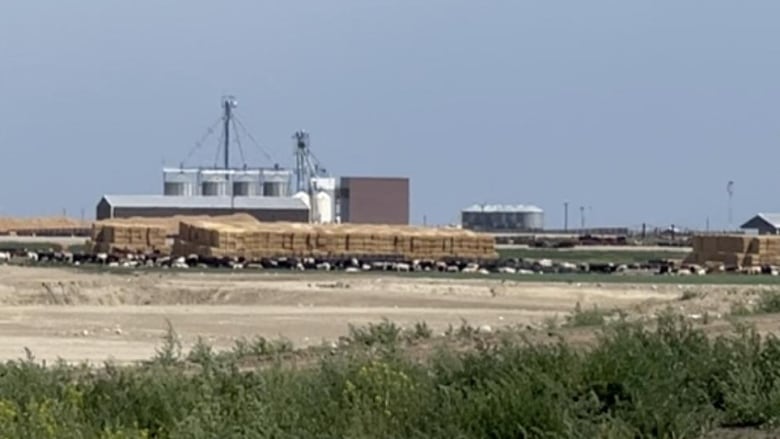 The Rimrock Feeder feedlot is pictured near High River.  There are cattle in the foreground next to large stacks of hay bales.