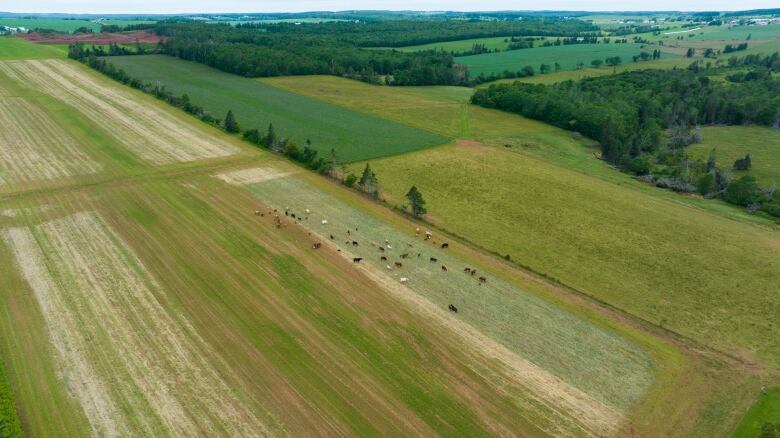 A drone view of beef cows in a field 