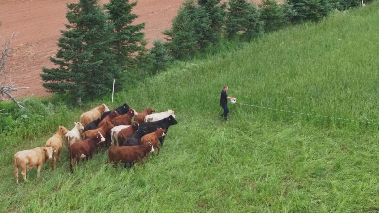 A man moves a temporary fence as cows watch. 