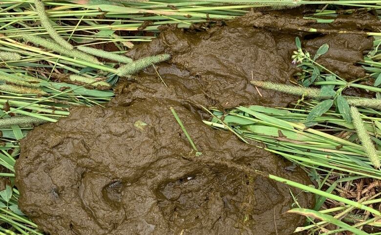 A blob of cow manure in a field 