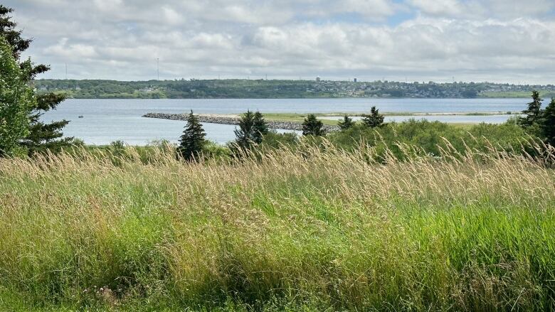 A breakwater of rocks juts out into the water of Sydney harbour, with grasses and trees in the foreground.