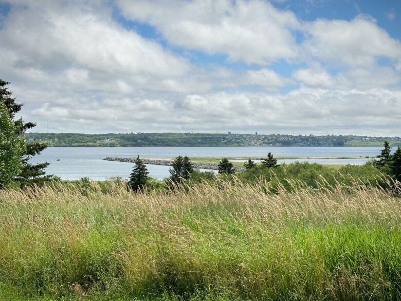 A breakwater of rocks juts out into the water of Sydney harbour, with grasses and trees in the foreground.