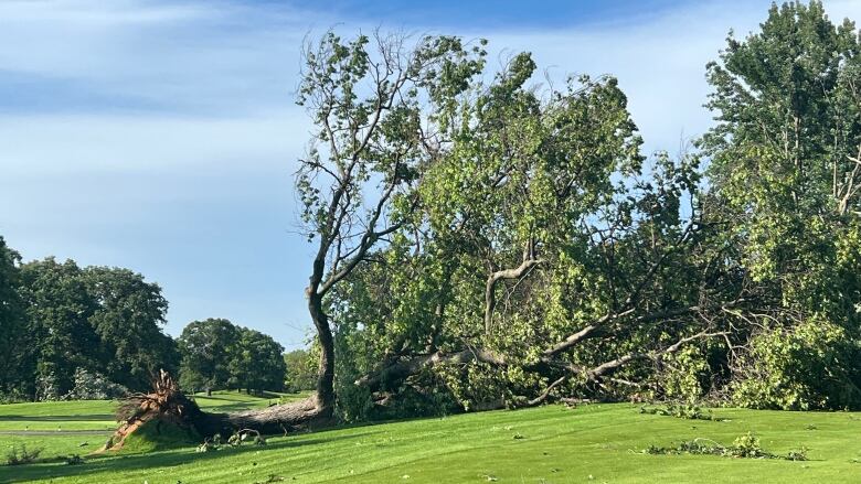 a large tree upturned with its trunk broken