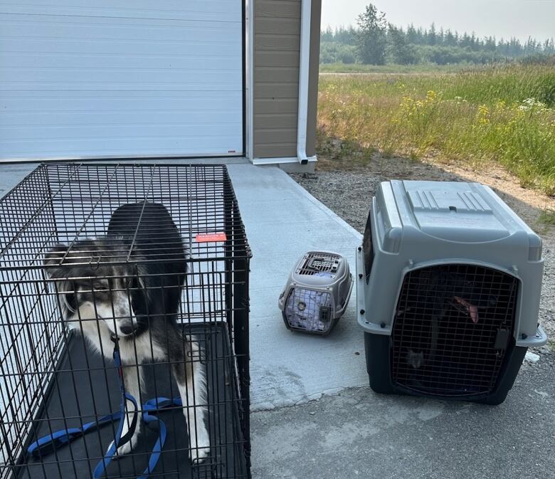 A dog in a crate sits in a driveway with a smoky landscape in the background