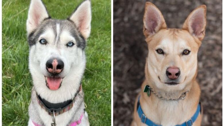 Indigo, left, a four-year-old Siberian Husky, and Dallas, right, a two-year-old Chow-Chow German Shepherd, are in Oakville Milton Humane Society care, but the shelter says it's at capacity.