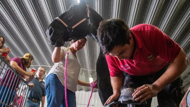 A ferriar checks out a horses hooves.