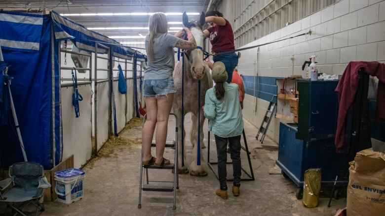 A horse is cleaned and haltered by a group of people.