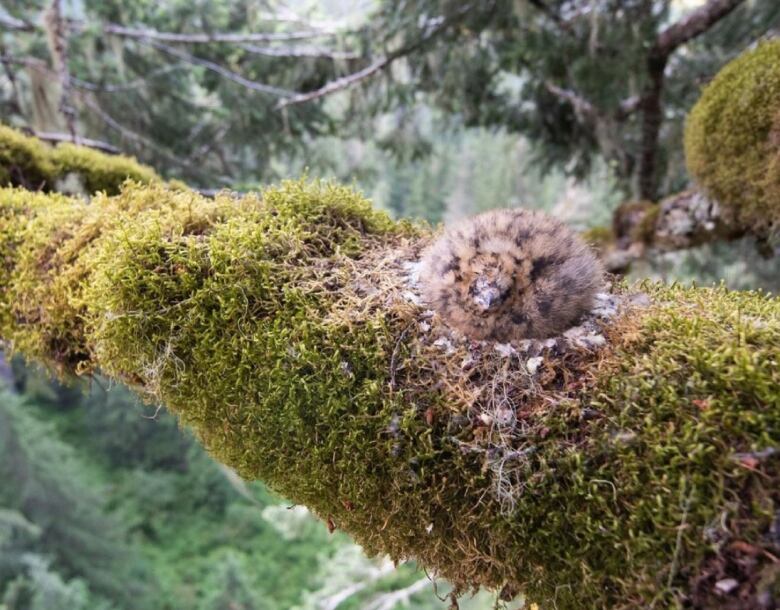 A small brown chick roosts on a mossy tree.