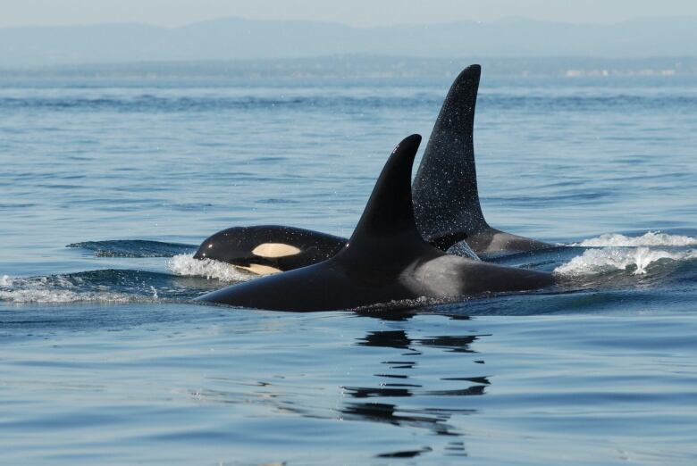 Two orcas swim side by side and crest the surface of the ocean.