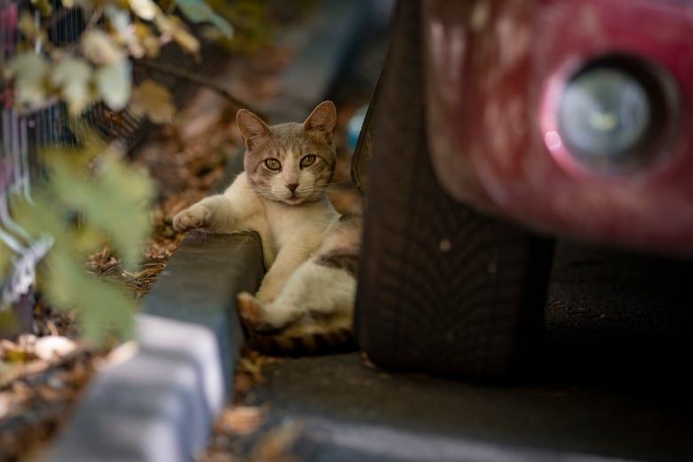 A white and grey cat, one leg up on a street curb, looks at the camera as it rests near a car's tire.