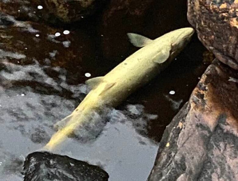 A dead salmon floating in a river.