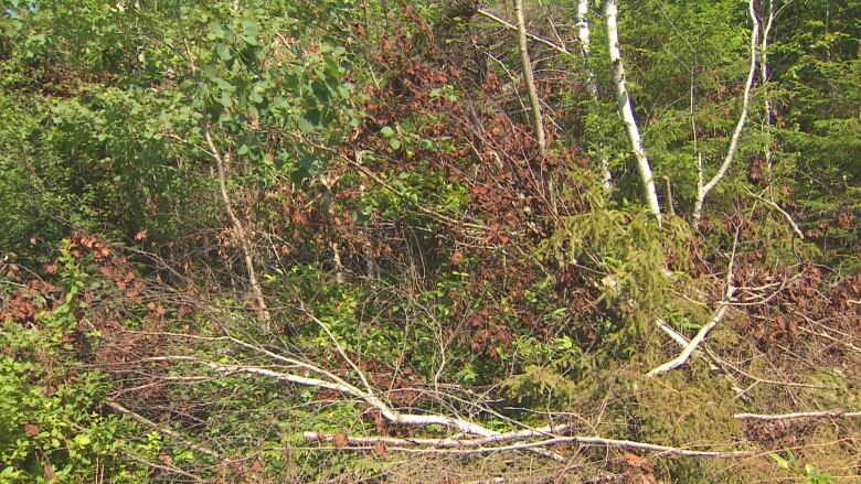 A pile of dry brush is shown.