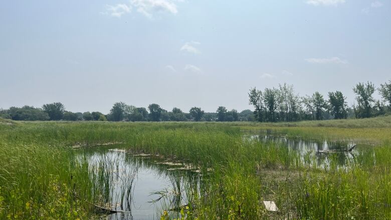 A marshy bay with a line of trees on the horizons on a bright sunny day. 