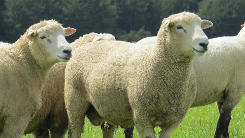 Image of a group of sheep.