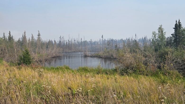 Small lake, trees, grass, charred stalks.