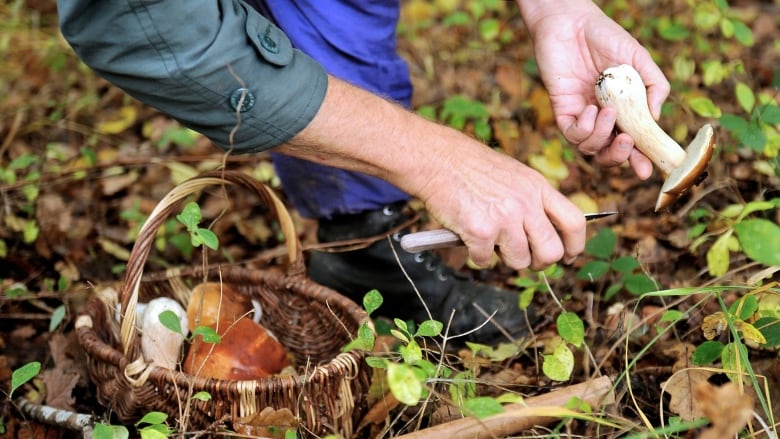 A man's hands, one holding a small knife, the other a mushroom beside a basket of mushrooms and forest undergrowth.