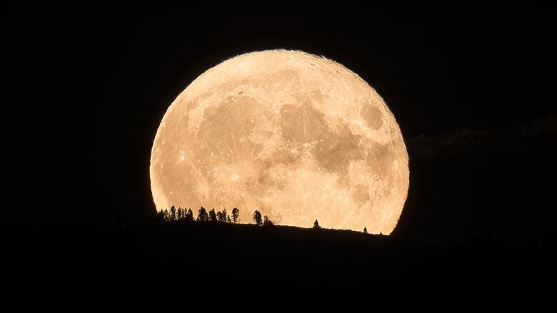 A brilliant full moon rises over a hill where pine trees are silhouetted against the glow of the moon.