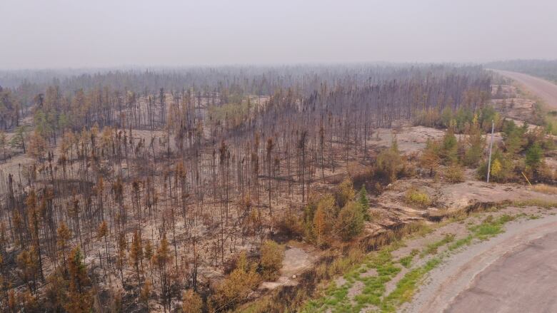 an aerial shot of burned trees